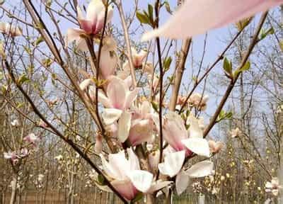 玉兰花风水